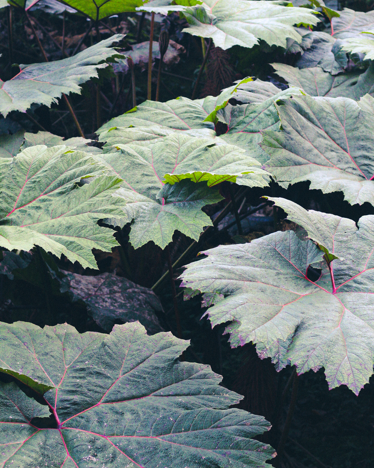 green_leaves