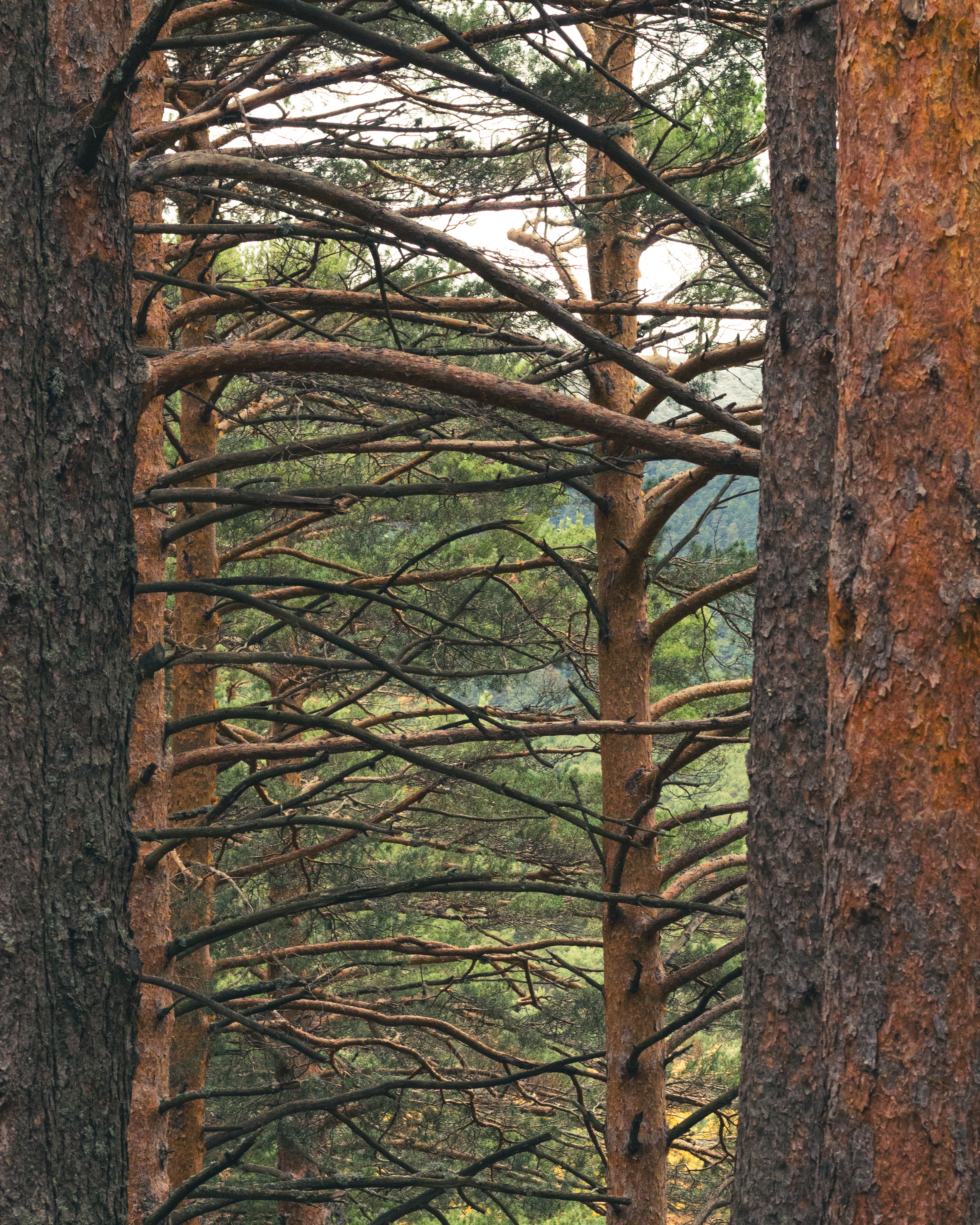 madrid_trees